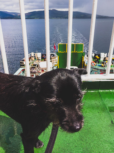 A small black terrier dog  between Wemyss Bay and Rothesay.